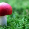 Как правильно собирать грибы?