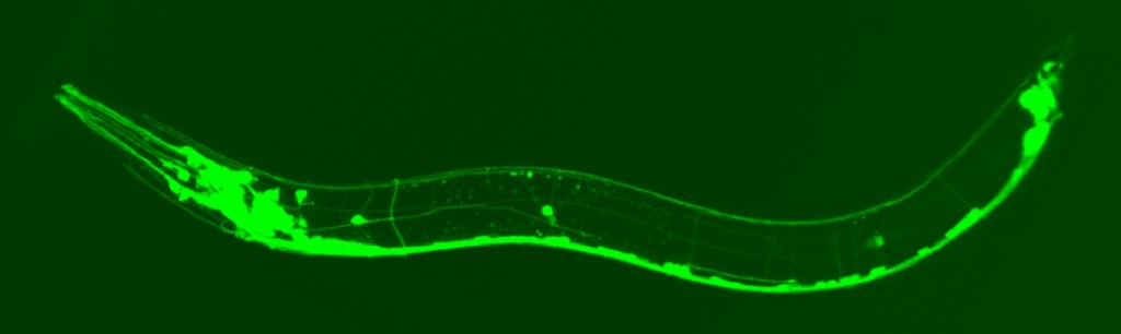 Ученые смогли замедлить старение червей при помощи антибиотика